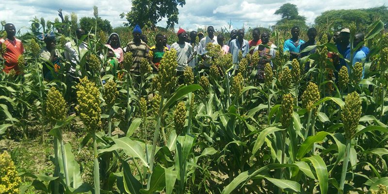 You are currently viewing Farmers Field School on sorghum production