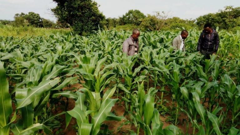 Read more about the article Maize demonstration plot