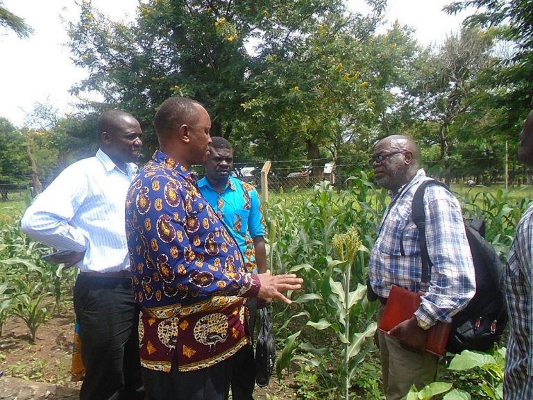 Read more about the article Field Visit of District commissioner from Songwe district to food security project on sorghum crop performance